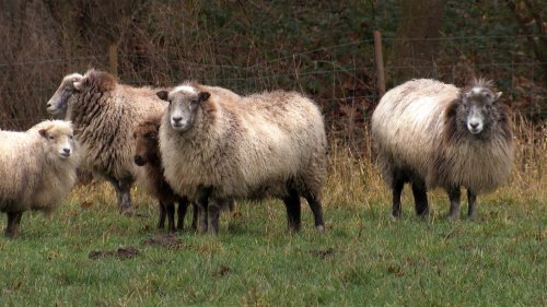 Münster: Schafe gestohlen und getötet