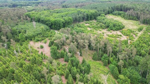 Hohe Mark: Neu gepflanzte Bäume drohen abzusterben
