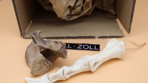 Zoll Münster findet Bärenknochen in Paket