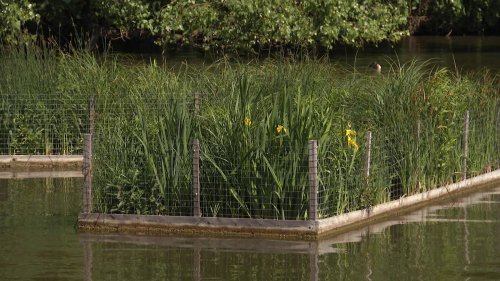 Fit für den Klimawandel: Schwimmende Pflanzinseln für den Aasee