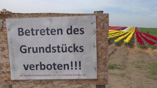 Tulpen-Touristen sorgen für Verkehrschaos in Grevenbroich