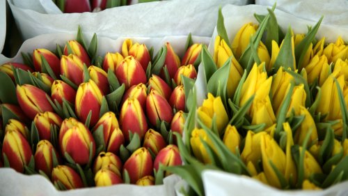 Tulpen - Preise steigen, Qualität sinkt