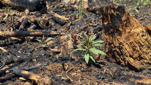 Schnelle Wiederaufforstung nach Waldbränden im Sauerland ist möglich