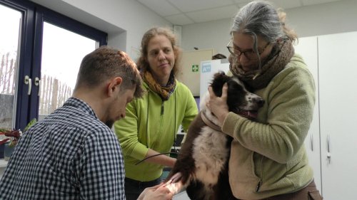 Blutspende unter Hunden: Wenn Haustiere sich gegenseitig helfen