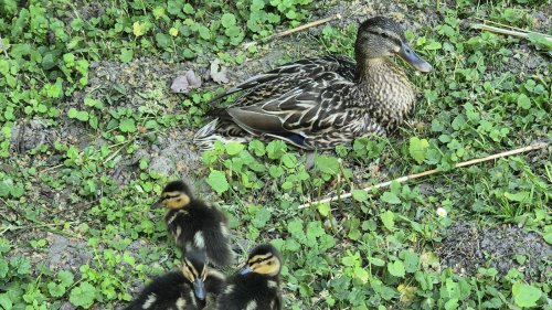 Wurden in Grevenbroicher-Parks Küken gequält?