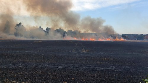 Weizenfeld in Riesenbeck-Hörstel abgebrannt