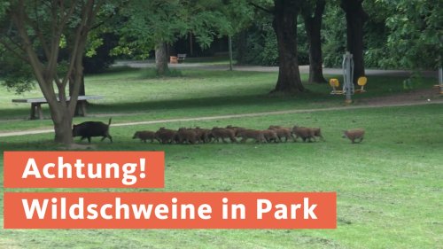 Wildschweine in Hagener Park