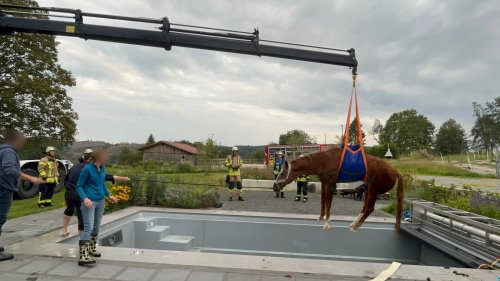 Spektakulärer Einsatz: Pferd aus Pool in Brilon gerettet
