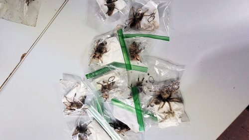 Zoll findet hunderte Vogelspinnen und Skorpione in Koffer