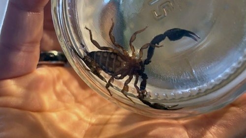 Gronau: Skorpion krabbelt durchs Kinderzimmer