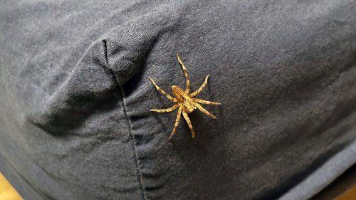 Nottulnerin findet giftige Spinne in ihrer Wohnung