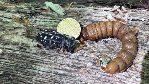 Notfall-Simulation: Gefährlicher Käfer befällt heimische Wälder