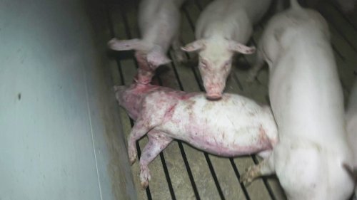 Vorwürfe gegen drei Münsterländer Schweinemäster wegen Tierquälerei