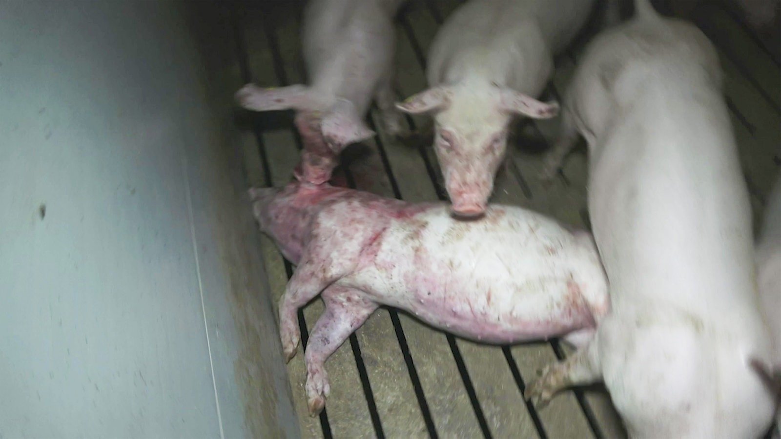 Vorwürfe gegen drei Münsterländer Schweinemäster wegen Tierquälerei