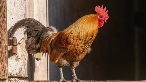 Ermittlungen nach traditionellem „Hahneköppen“ eingestellt