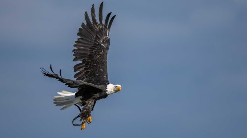Weißkopfseeadler aus Detmold an die Nordsee ausgebüxt