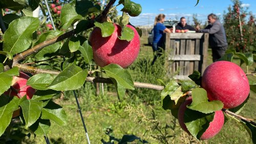 Erntestart für neue Apfelsorte „Wurtwinning“ in Meckenheim