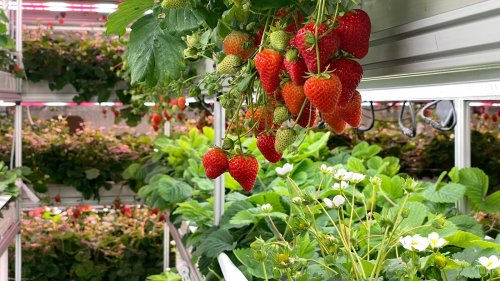 Erdbeeren im Dezember - Was kann Vertical Farming?