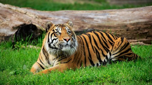 Tiger beißt Frau im Tierpark Nadermann