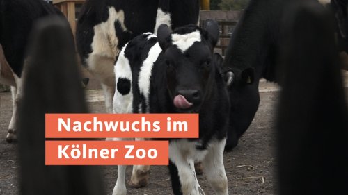 Besonderes Rinder-Kälbchen im Kölner Zoo geboren
