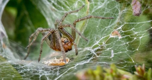 Krafttier Spinne: Das bedeutet sie für dein Leben!