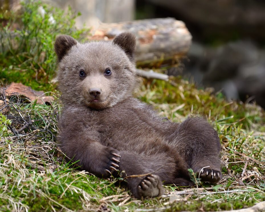 How to Make Money Cuddling Bear Cubs
