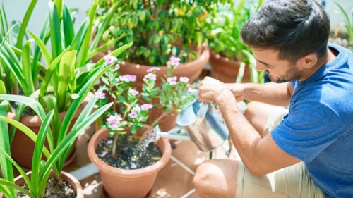 Planting, Watering and Healing: Surprising Health Benefits of Indoor Plants