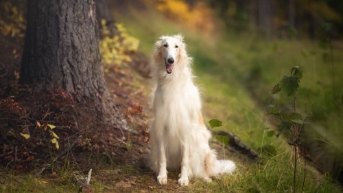 24 Unusual Dog Breeds Sure To Attract Attention on Your Walks