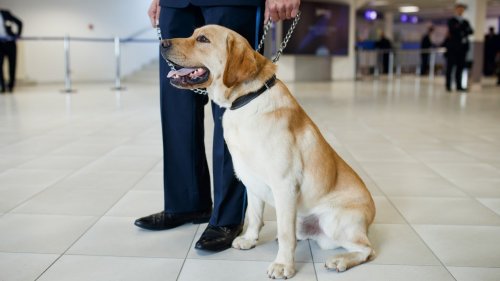 Taking Flight With Service Dogs: Disabled Veterans Share Tips for Stress-Free Travel