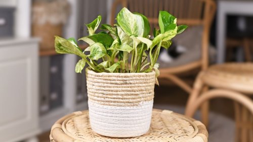 Get Your Green On: 15 Affordable Indoor Plants To Elevate Your Decor