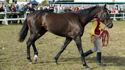 These 13 Horse Breeds Are the Most Expensive To Buy