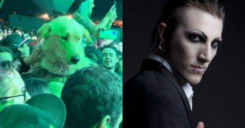 Watch: Someone Brought a Golden Retriever Into a Motionless In White Pit