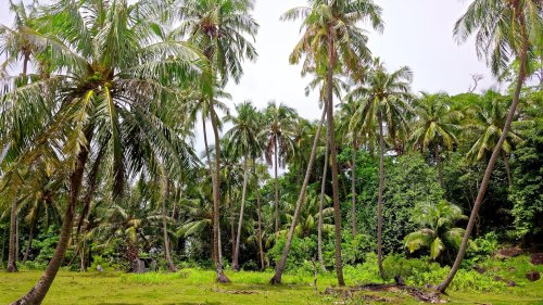 The Best Weather for Exploring Malaysia’s Jungles