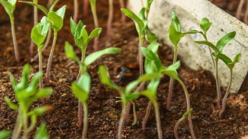 Zinc Boosts Crop Strength Amid Climate Challenges
