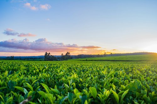 Breakthroughs in Sustainable Agriculture Earn Global Awards