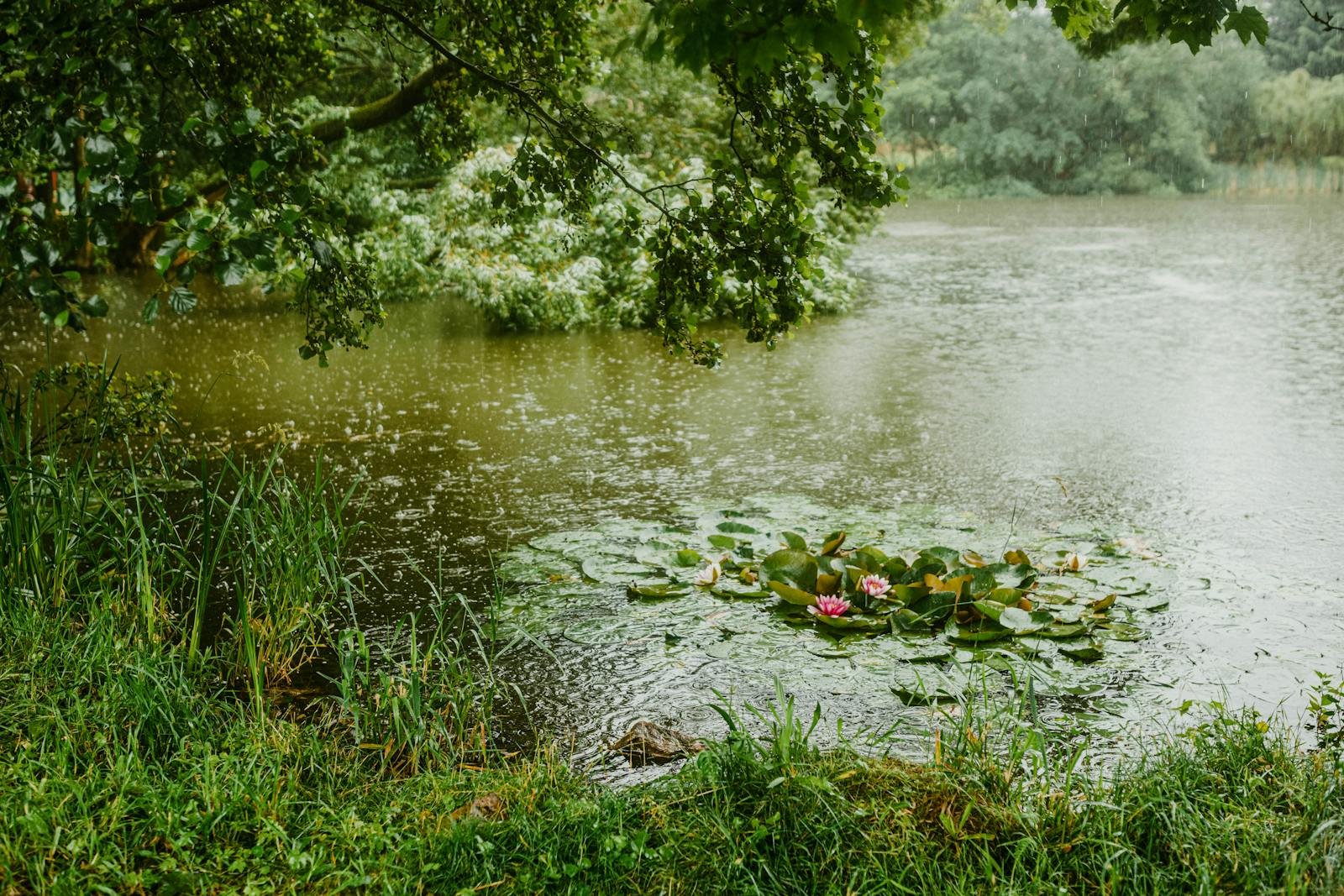 arnessing the Power of Rainwater for Sustainable Gardening