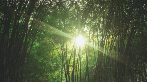 Coping with Extreme Heat in Tropical Malaysia
