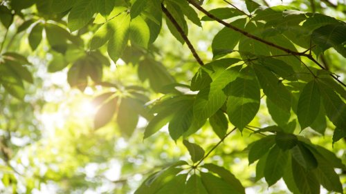 Airborne Microplastics Absorbed by Plants as a Natural Pollution Solution