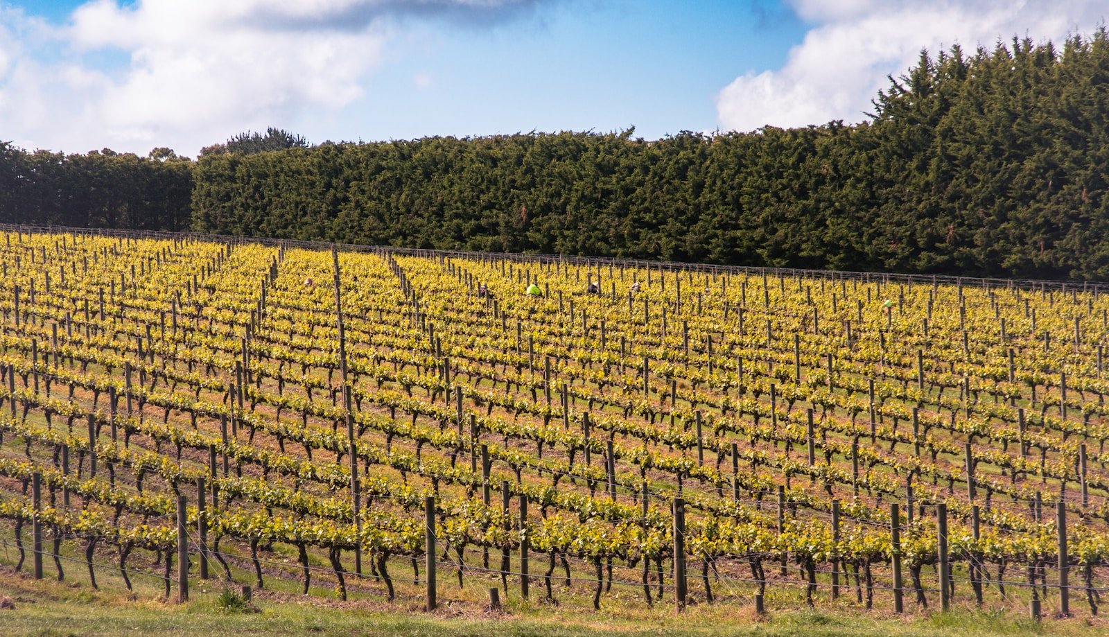 How Australian Farmers Are Adapting to Severe Droughts
