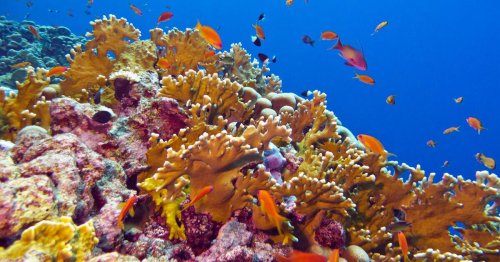 Das ist die dritte große Bedrohung für die Tiere der Erde