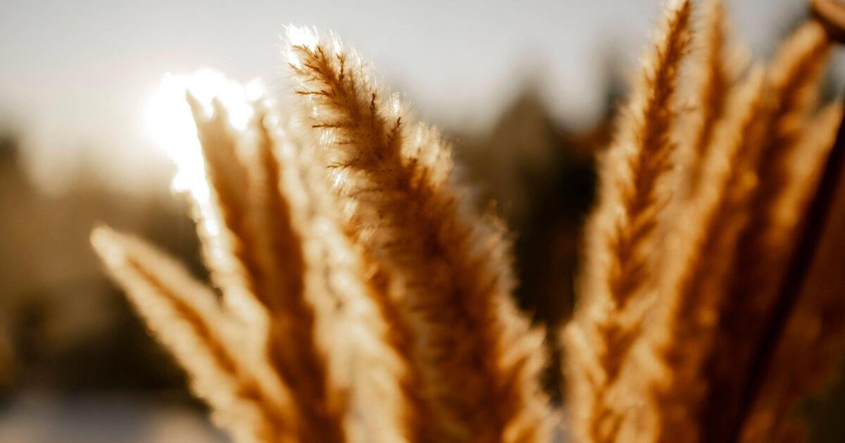 So bleibt Pampasgras ganzjährig schön und gesund