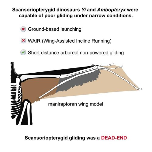 Sackgasse der Evolution: Zwei Dinosaurierspezies mit Flügeln starben wegen Flugunfähigkeit aus