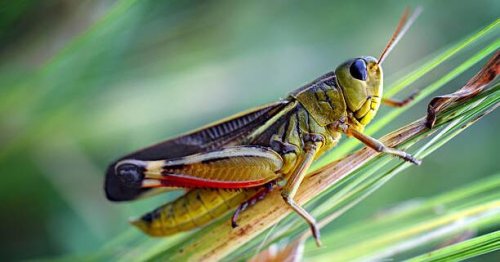 Forscher schlagen Alarm: Globales Insektensterben nimmt zu