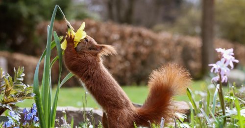 Mehr Eichhörnchen! Was uns wirklich aus der Klimamüdigkeit holt