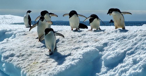 Wie Pinguine selbst die Erwärmung der Antarktis ausbremsen