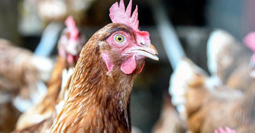 Tiermediziner über Vogelgrippe-Plan: "Für uns Menschen lebensgefährlich"