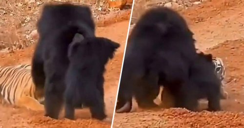 Tiger attackiert Bärenbaby – mutige Bärenmama greift ein