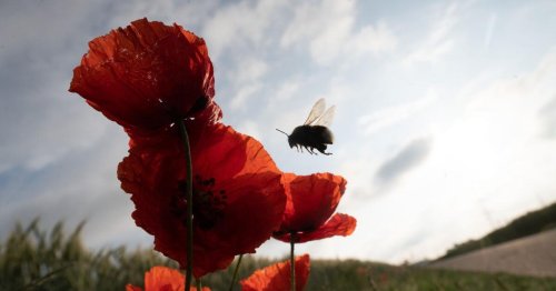 Insektensterben schreitet voran: Das muss sich ändern, um das zu stoppen