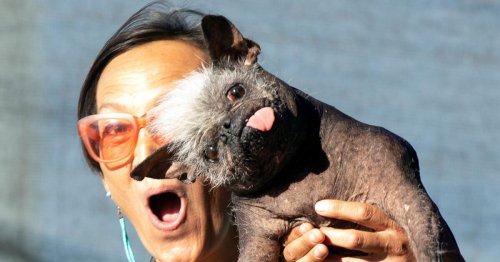 Mischling "Mr. Happy Face" zum hässlichsten Hund der Welt gekürt