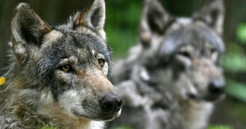 Wölfe in Deutschland: Problemtiere oder müssen wir sie schützen?